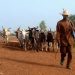 Elevage en Guinée: les autorités interdisent formellement la transhumance transfrontalière! 11 Elevage en Guinée: les autorités interdisent formellement la transhumance transfrontalière!
