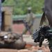 Nigeria: 6 soldats tués et des véhicules militaires incendiés lors d'une attaque de Boko Haram 8 Nigeria: 6 soldats tués et des véhicules militaires incendiés lors d’une attaque de Boko Haram