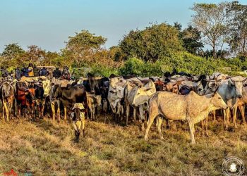 Conflits éleveurs-agriculteurs: les ministres sectoriels haussent le ton et préviennent contre l'abattage illégal 2 Conflits éleveurs-agriculteurs: les ministres sectoriels haussent le ton et préviennent contre l’abattage illégal