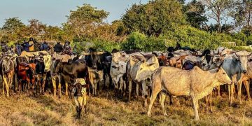 Conflits éleveurs-agriculteurs: les ministres sectoriels haussent le ton et préviennent contre l'abattage illégal 12 Conflits éleveurs-agriculteurs: les ministres sectoriels haussent le ton et préviennent contre l’abattage illégal
