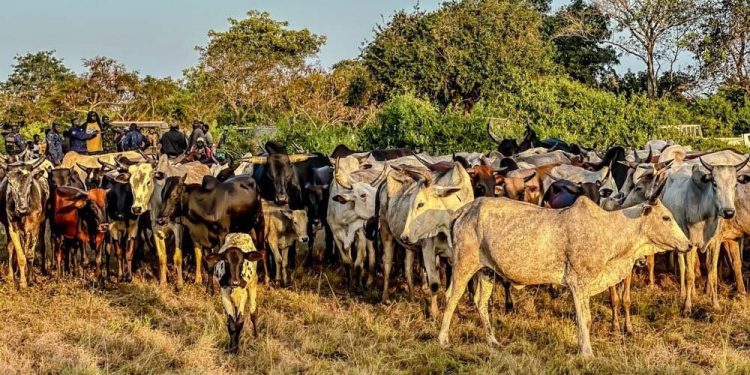 Conflits éleveurs-agriculteurs: les ministres sectoriels haussent le ton et préviennent contre l'abattage illégal 1 Conflits éleveurs-agriculteurs: les ministres sectoriels haussent le ton et préviennent contre l’abattage illégal
