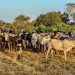 Conflits éleveurs-agriculteurs: les ministres sectoriels haussent le ton et préviennent contre l'abattage illégal 9 Conflits éleveurs-agriculteurs: les ministres sectoriels haussent le ton et préviennent contre l’abattage illégal
