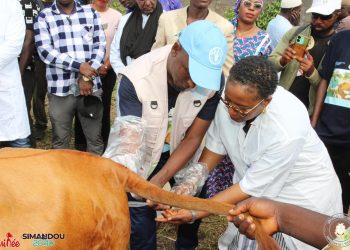 Développement de l’élevage : le ministre Felix Lamah lance le programme pilote d’insémination artificielle de 1000 vaches