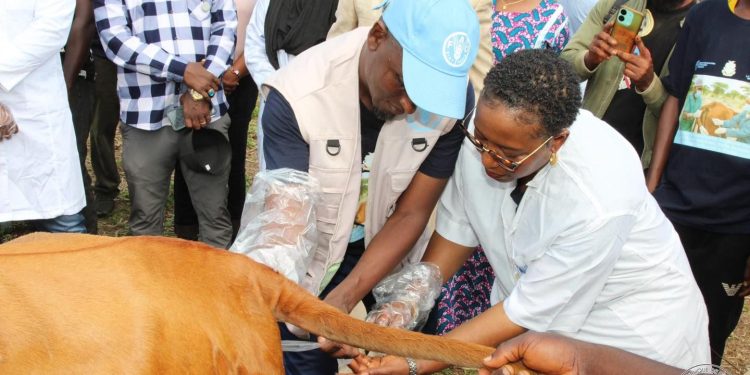 Développement de l’élevage : le ministre Felix Lamah lance le programme pilote d’insémination artificielle de 1000 vaches 1 Développement de l’élevage : le ministre Felix Lamah lance le programme pilote d’insémination artificielle de 1000 vaches