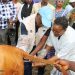 Développement de l’élevage : le ministre Felix Lamah lance le programme pilote d’insémination artificielle de 1000 vaches