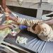 Grave accident à Koumbia : appel à la prudence et à la responsabilité en période de campagne 9 Grave accident à Koumbia : appel à la prudence et à la responsabilité en période de campagne
