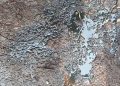Huiles de vidange au sol : quelles conséquences environnementales ou sanitaire ? 